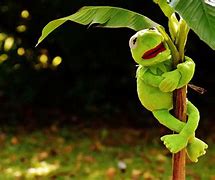 Image result for Flower Background with Kermit