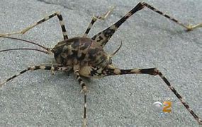 Image result for Cricket Spider Bug Looks Likearetheypoisonus