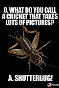 Image result for Cricket Bug Jokes