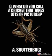 Image result for Cricket Jokes Insect