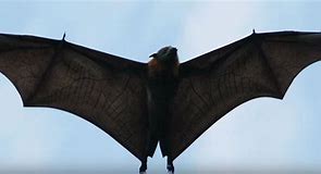 Image result for Mega Bat Wings