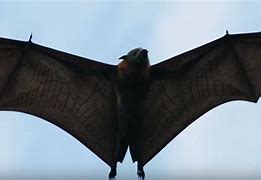 Image result for Largest Bat