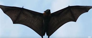 Image result for Big Bats Animal