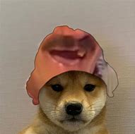 Image result for Dog with a Beanie PFP Meme