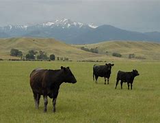 Image result for Wild Cattle in Montana