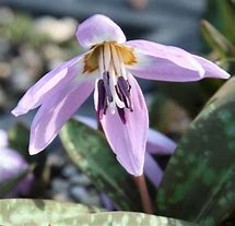 Erythronium dens-canis Lilac Wonder に対する画像結果