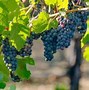 Image result for Wild Concord Grapes