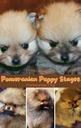 Image result for Puppy Uglies Pomeranian Stages