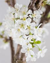 Prunus avium Donissens Späte Gelbe Knorpelkirsche 的图像结果