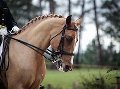 Image result for Dressage Stable