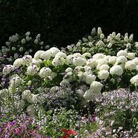 Image result for Hydrangea arborescens Annabelle