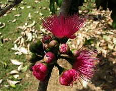 Image result for Mountain Apple Tree
