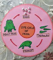 Image result for Life Cycle of a Carrot