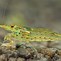 Image result for Amano Shrimp in the Tundra