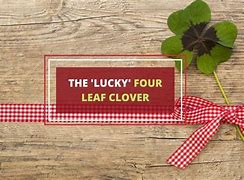 Image result for Four-leaf clover