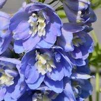 Bildergebnis für Delphinium magic fountain Sky Blue/White Bee
