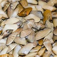 Image result for Raw Clams