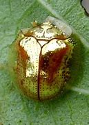 Image result for Beetle That Looks Like a Ladybug