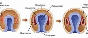 Image result for ectodermo