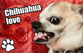 Image result for Distorted Dog Meme