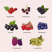 Image result for 3 Examples of Berries