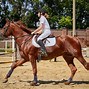Image result for English Horse Tacked Up
