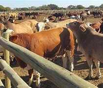 Image result for Botswana Cattle Evening