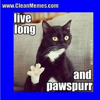 Image result for Awesome Cat Meme