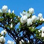 Image result for White Flower Quotes
