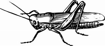 Image result for Cricket Bug PNG