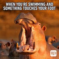 Image result for Funnist Wild Animal Memes Clean