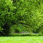 Image result for Maple Tree Wood