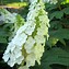 Image result for Hydrangea quercifolia GATSBY MOON