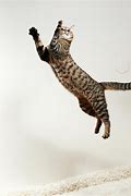 Image result for Cat Jumping Looking Back