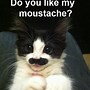 Image result for Super Funny Cat Memes
