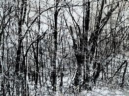 Image result for Photocopy Texture Woodland
