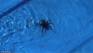 Image result for Killing a Funnel Web Spider