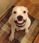 Image result for Dog with Teeth Meme