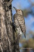 Image result for Hypopicus Picidae