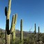Image result for Sonora Cactus