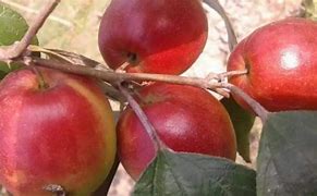 Image result for Kashmiri Apple Ber Plant