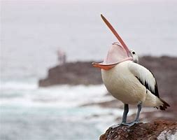 Image result for Pelican Yawning