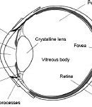 Image result for Mnemonic for Retinal Layers