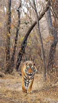 Image result for Sher Bagh Zoo Body