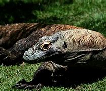 Image result for Komodo Dragon with Wings