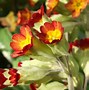 Image result for Primula veris Sunset Shades