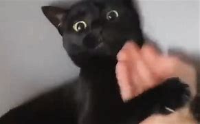Image result for Kung Fu Black Cat
