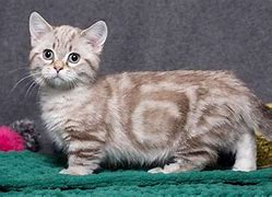Image result for El Gato Munchkin Cat
