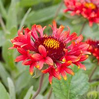 Image result for Gaillardia Frenzy ®