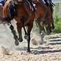 Image result for Saudi Cup Horse Racing